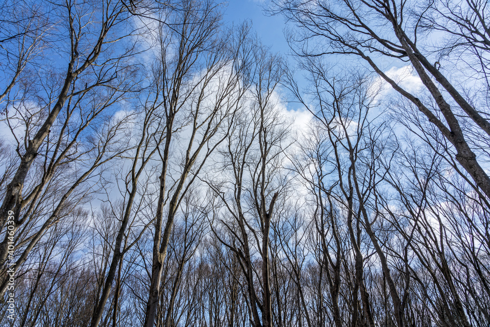 青空に長く伸びるブナの木々 青空に長く伸びるブナの木々