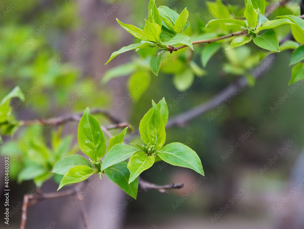 Obraz premium Fresh tree leaves in spring