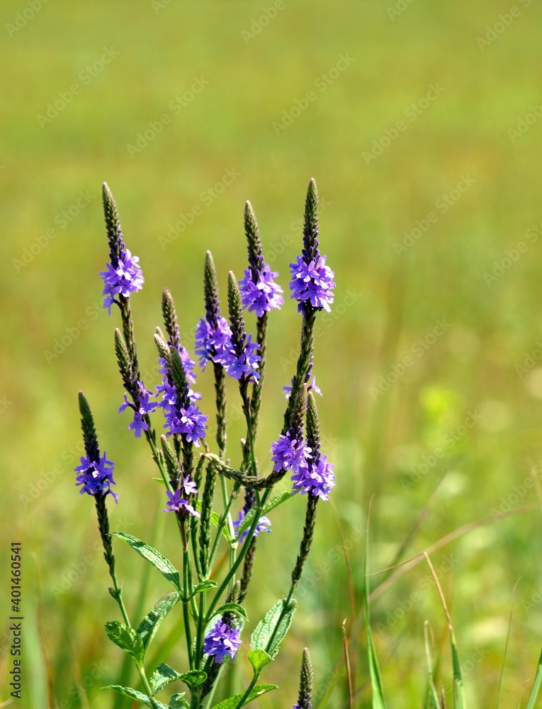 Obraz premium Blue Verbena - a Midwest prairie plant
