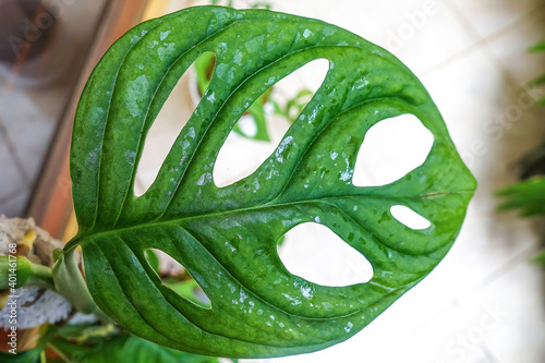 Close up of beautiful green philodendron monstera adansonii leaves in Indonesia called daun janda bolong at home outdoors.  photo