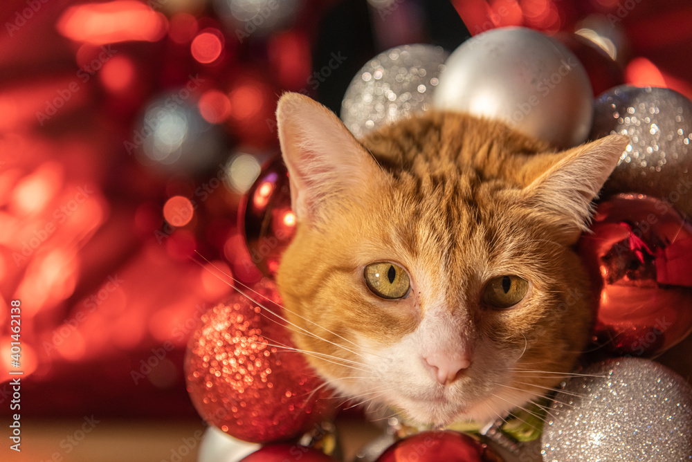 Cute ginger female tabby cat surrounded by Christmas decorations, red, silver, glitter, shiny and festive kitty for pet xmas cards, posters, home, family. Cute ginger female tabby cat surrounded by Christmas decorations, red, silver, glitter, shiny and festive kitty for pet xmas cards, posters, home, family.