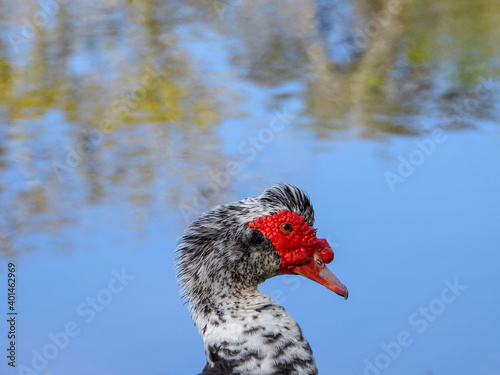 Muscovy duck close up