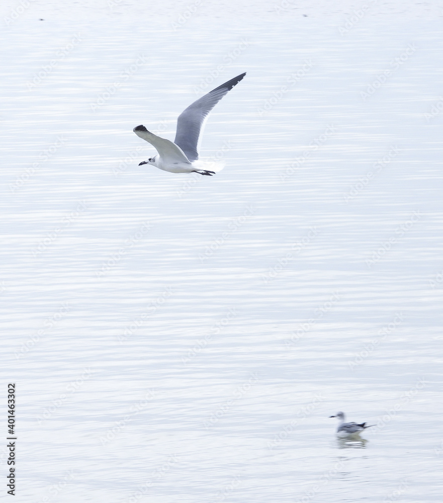 Lone Seagull flying over water Lone Seagull flying over water