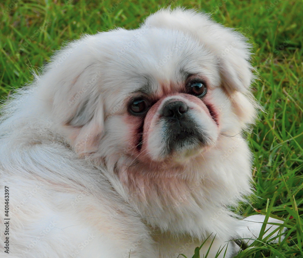 White Pekingese dog face portrait. White Pekingese dog face portrait.