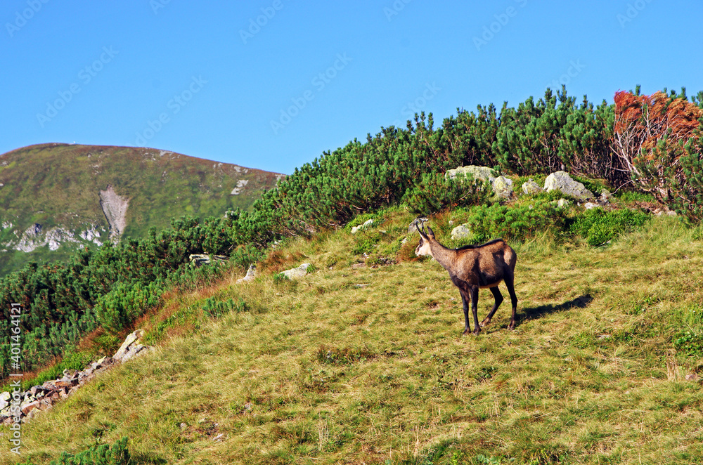 Kozica górska w Tatrach