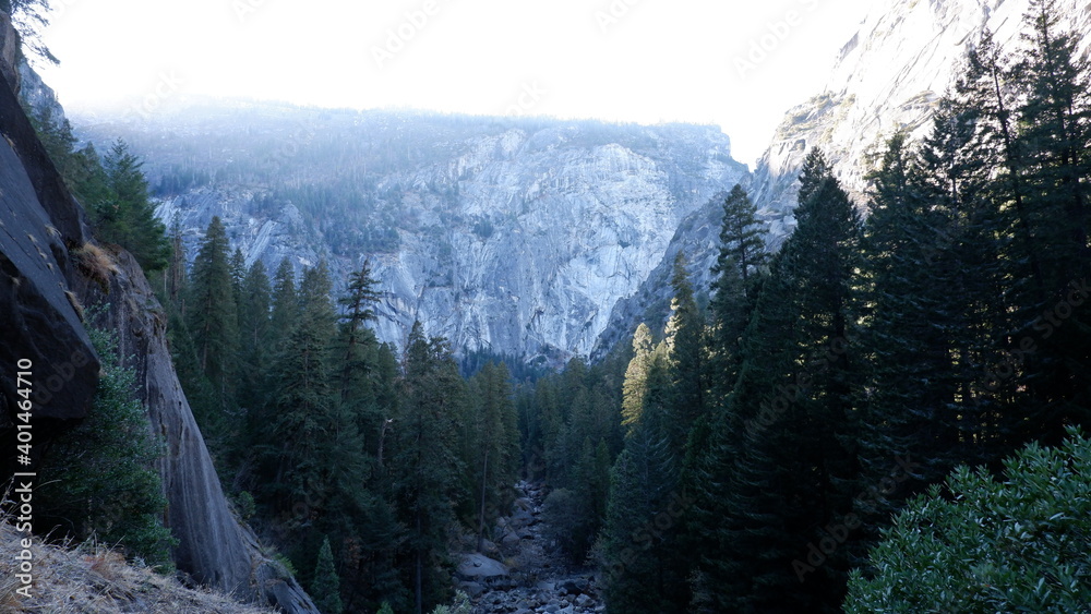 Obraz premium Pine trees and mountains