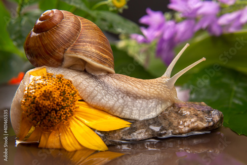 grape snail is actively crawling in nature. mollusc and invertebrate. delicacy meat and gourmet food
