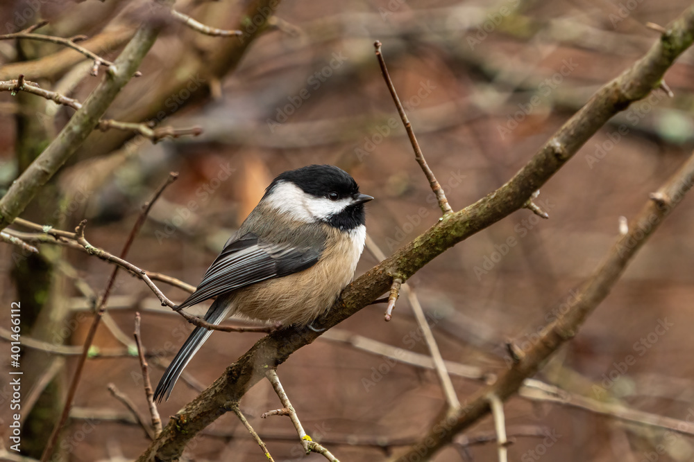 close up of one cute chickadee resting on the leafless branch in the park close up of one cute chickadee resting on the leafless branch in the park