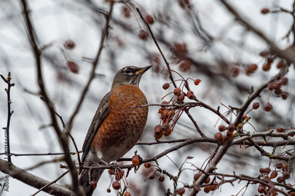 one American robin resting on the red berries filled branch on an overcast day in the park one American robin resting on the red berries filled branch on an overcast day in the park