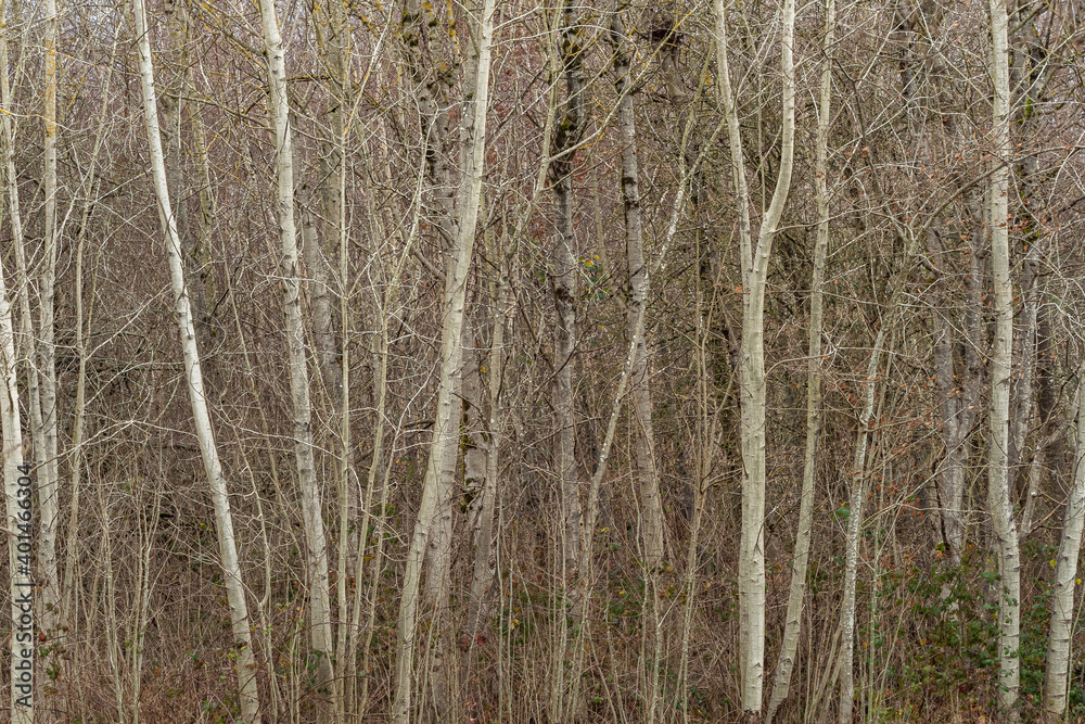 a backdrop of the dense leafless trees in the forest with very pale coloured surface a backdrop of the dense leafless trees in the forest with very pale coloured surface