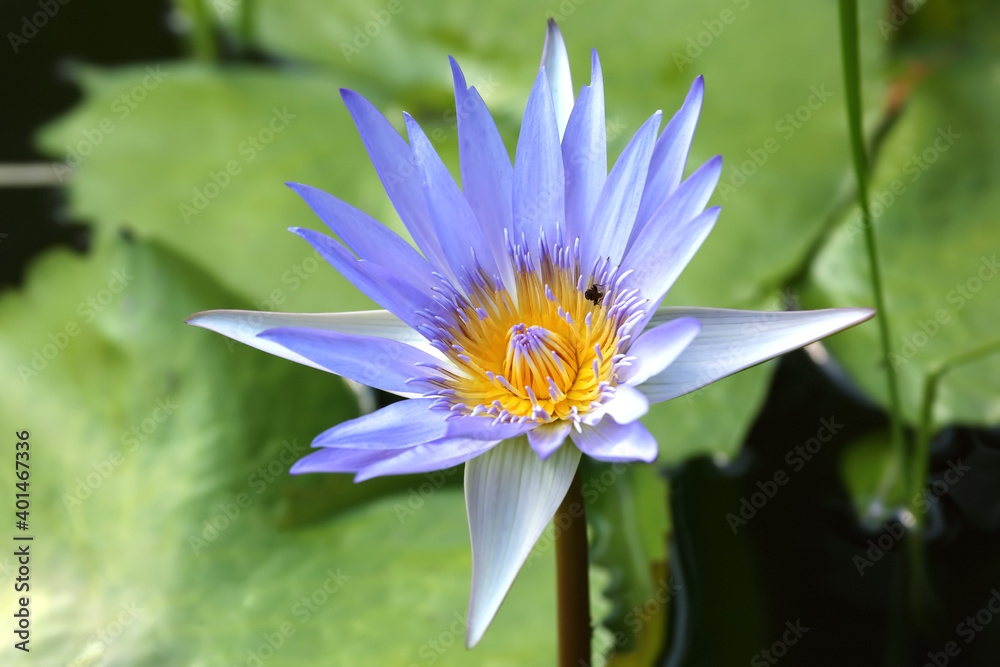 juicy blossoming Lotus with dragonfly closeup juicy blossoming Lotus with dragonfly closeup