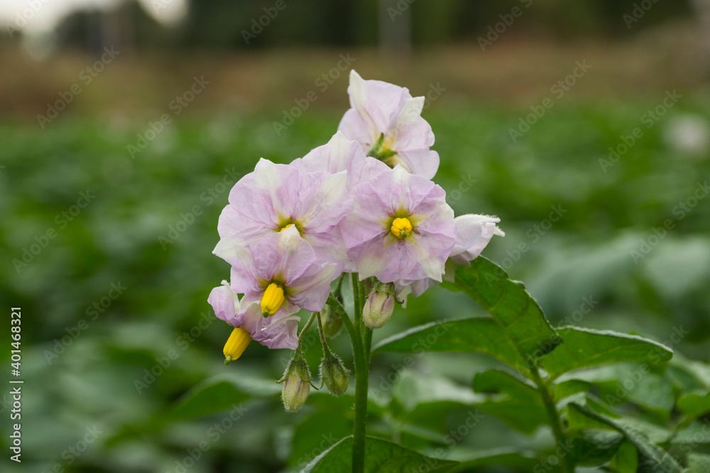 White potato flowers are blooming in the field. White potato flowers are blooming in the field.