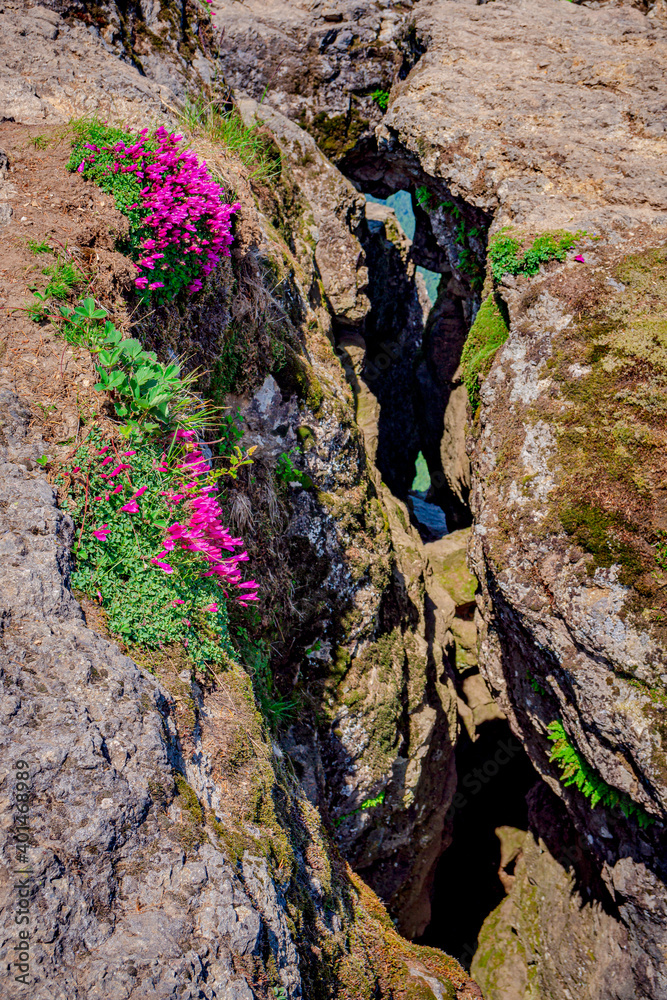 flowers on mountain rocks