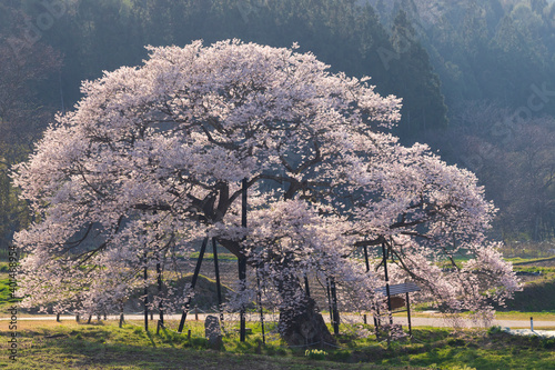 信州高山村　黒部のエドヒガン桜 photo