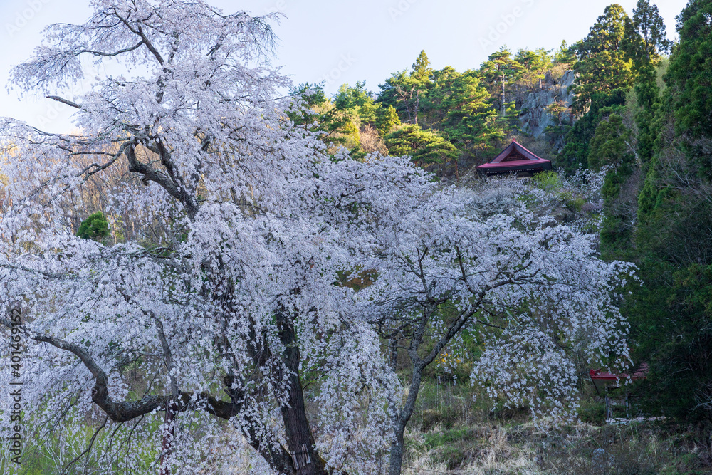 信州高山村 赤和観音の枝垂桜 信州高山村 赤和観音の枝垂桜