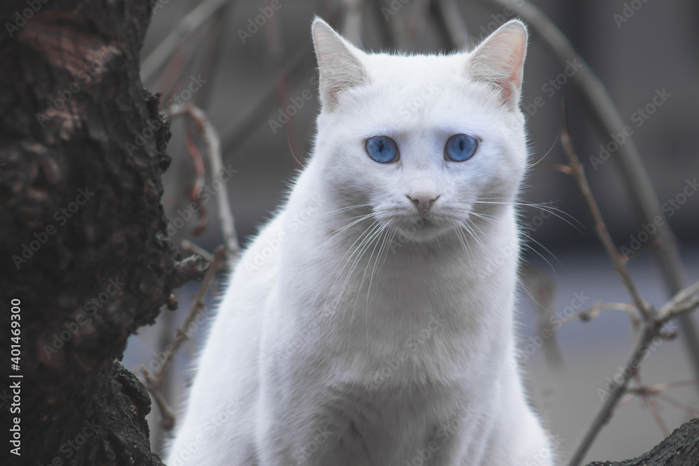 White cat with blue eyes potrait