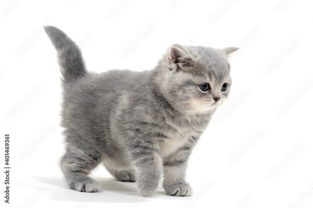 Fluffy gray kitten on a white background