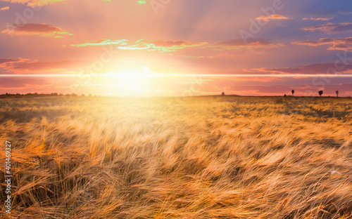 Beautiful landscape of amazing sunset over the wheat field at summer -  Golden wheat in the field at sunset light.   © muratart