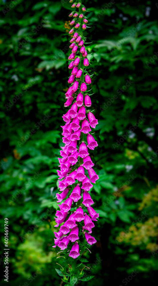 pink foxgloves