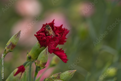 red flower and bee