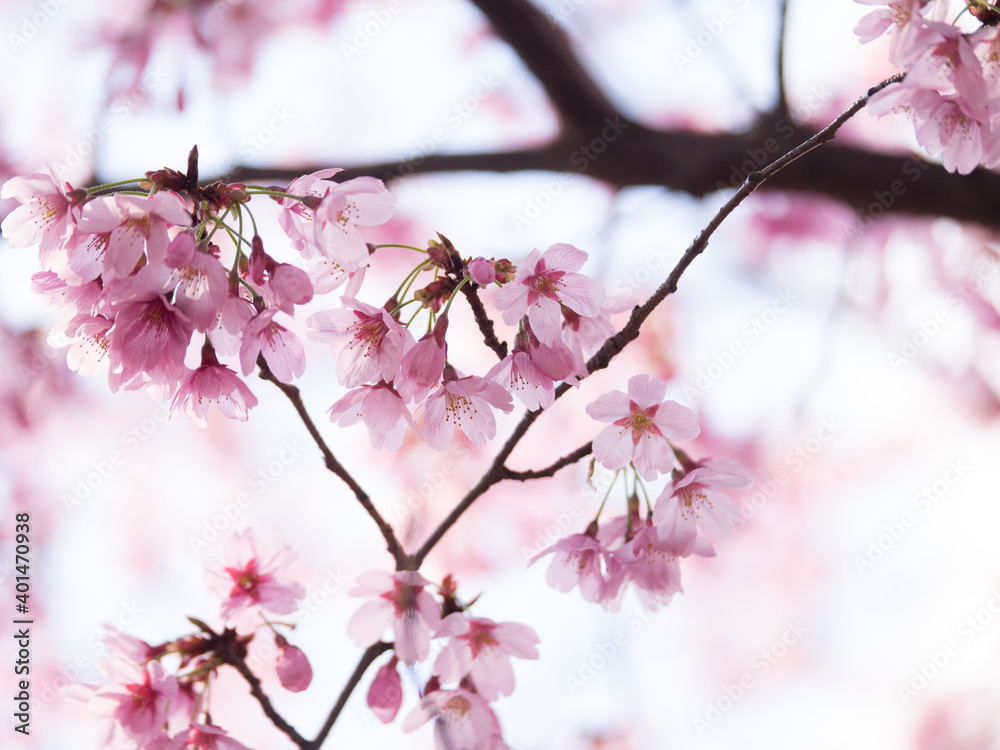 It is a cherry blossom. It is a pink flower that symbolizes spring in Japan. Taken in Tokyo, Japan. It is a cherry blossom. It is a pink flower that symbolizes spring in Japan. Taken in Tokyo, Japan.