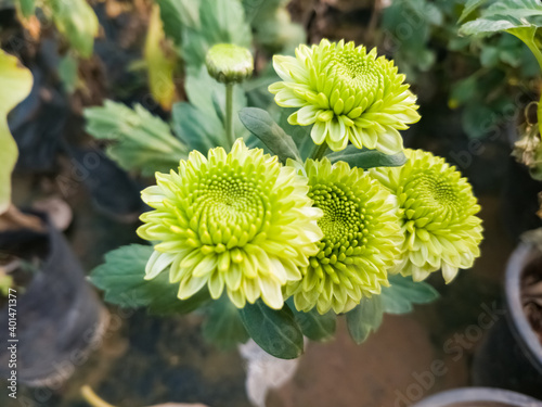 chrysanthemum in a pot
