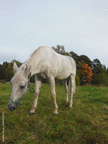 horse grazing