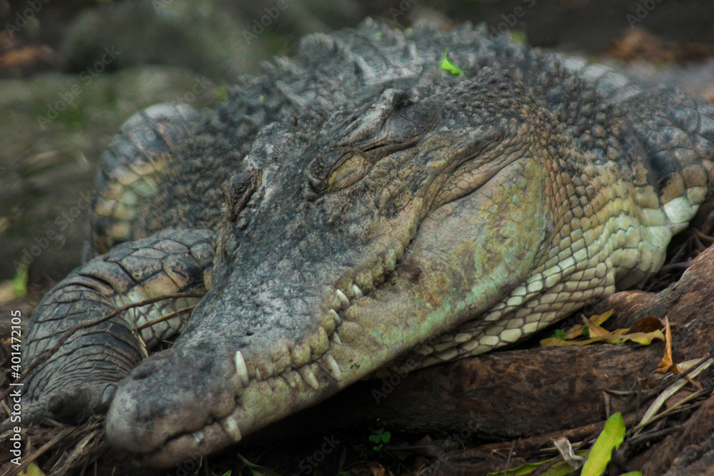 A swamp crocodile sunbathing near a protected forest swamp A swamp crocodile sunbathing near a protected forest swamp