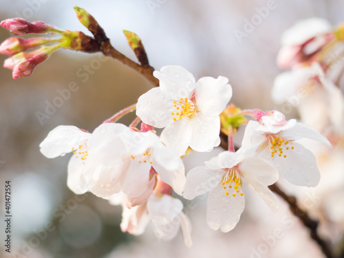 It is a cherry blossom. This is a spring-like photo of Japan  taken in Tokyo.