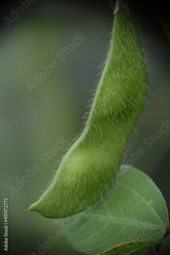 Close-up of edamame in the garden.