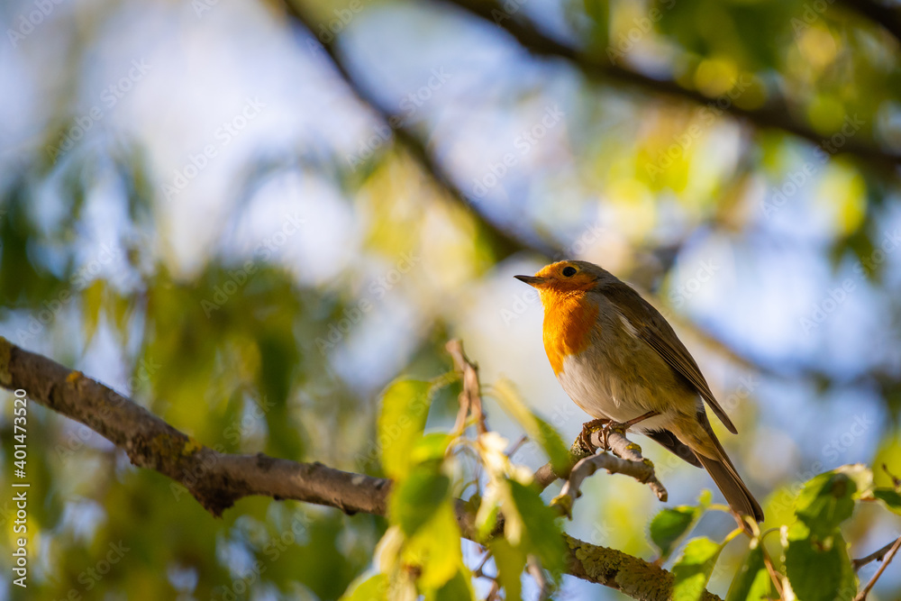A red robin or Erithacus rubecula. This bird is a regular companion during gardening pursuits A red robin or Erithacus rubecula. This bird is a regular companion during gardening pursuits