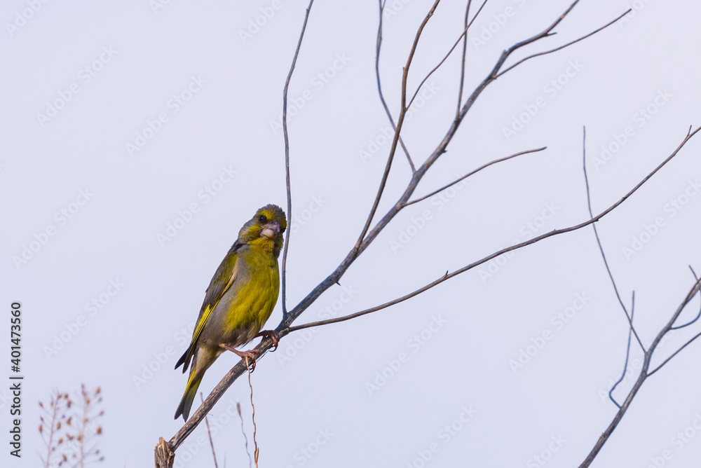 European Greenfinch Carduelis chloris in wild European Greenfinch Carduelis chloris in wild