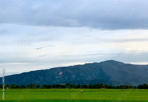 Paddy field and cloud over mountains
