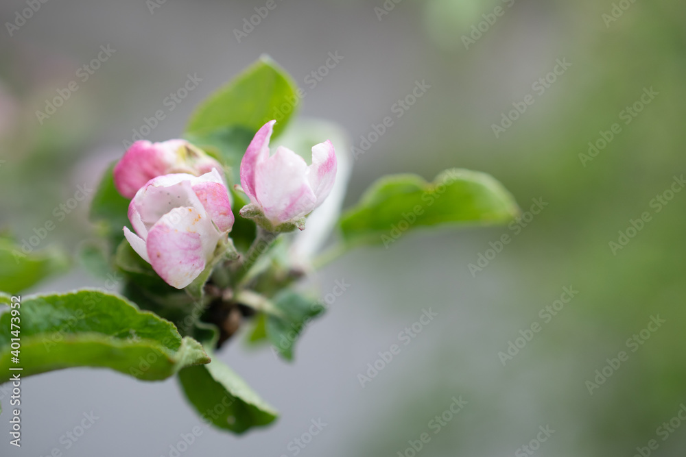 Beautiful branch buds of apple tree blooms in sun on spring day, close up, macro, space for text. Spring background with white blossom. Beautiful nature scene with blooming tree and sun flare. Beautiful branch buds of apple tree blooms in sun on spring day, close up, macro, space for text. Spring background with white blossom. Beautiful nature scene with blooming tree and sun flare.