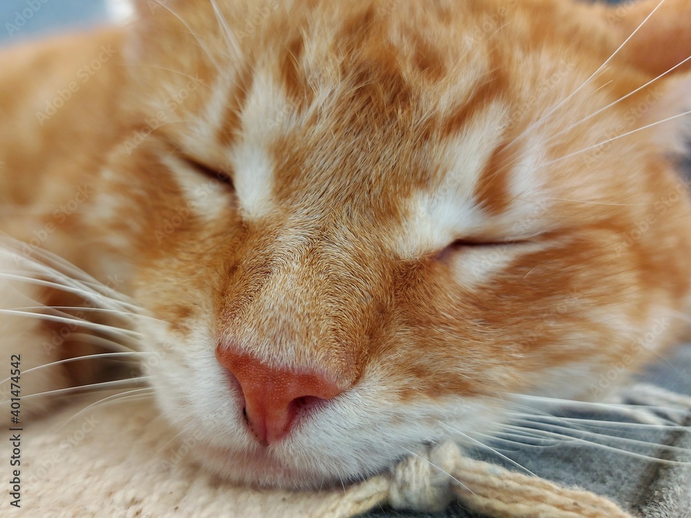 Close-up of a sleepy ginger cat lay down