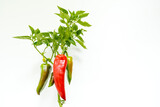 Bush with red and green peppers on white background with copy space