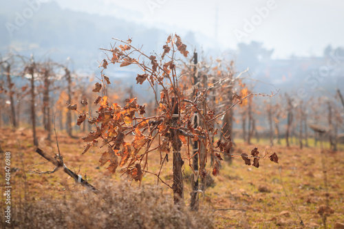 Vine trees in the fall at the beginning of winter, yellow-orange leaves - Gush Etzion, Israel photo