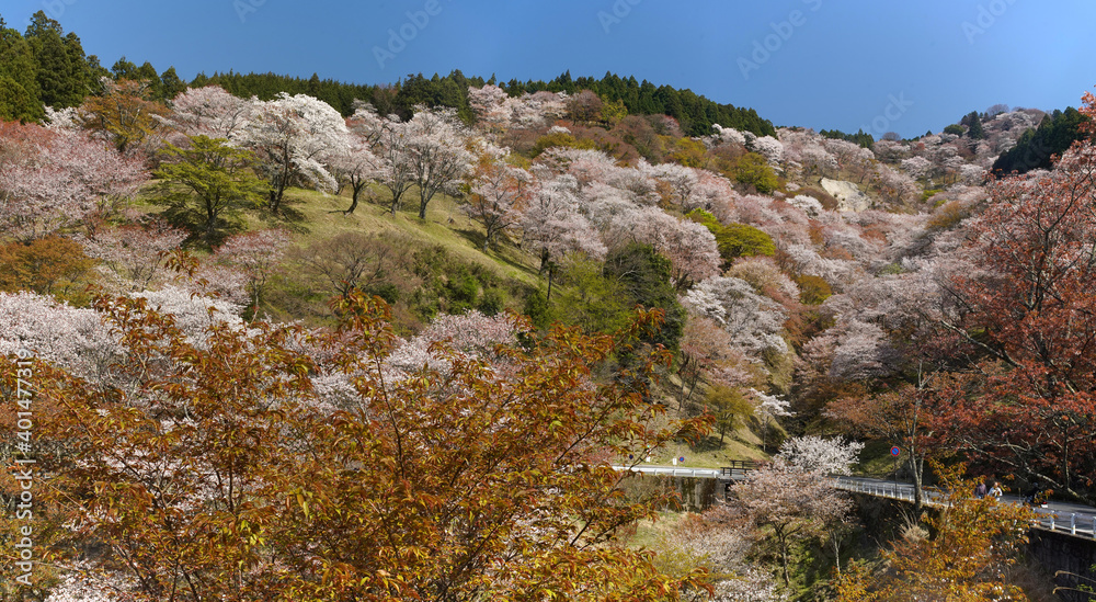 吉野山・滝桜