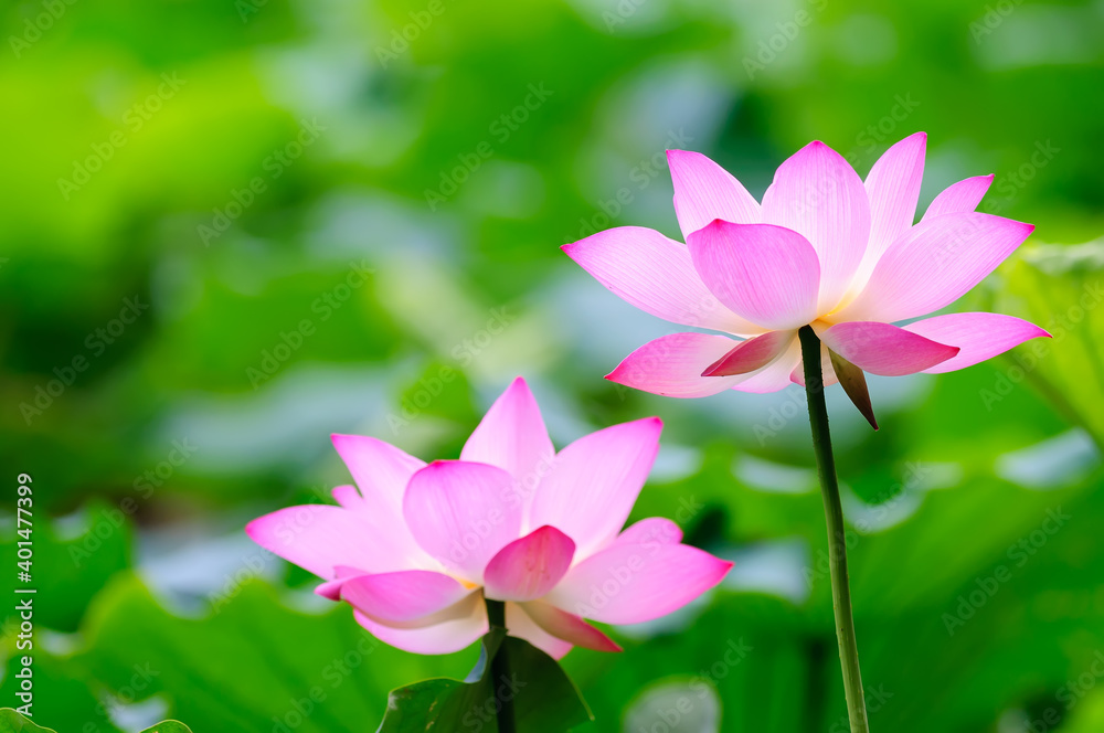 Two blooming pink lotus flowers in the pond.