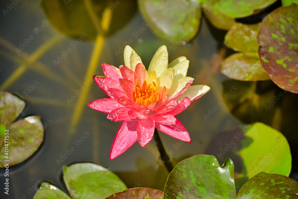 One rare waterlily in the sun, yellow and red waterlily
One rare waterlily in the sun, yellow and red waterlily