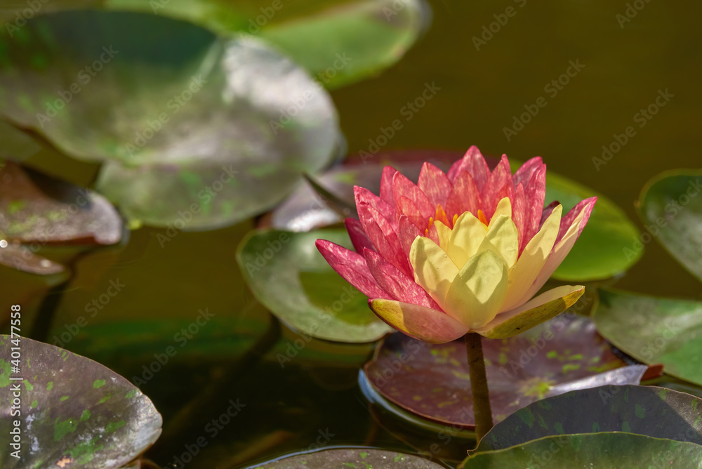 One rare waterlily in the sun, yellow and red waterlily
One rare waterlily in the sun, yellow and red waterlily