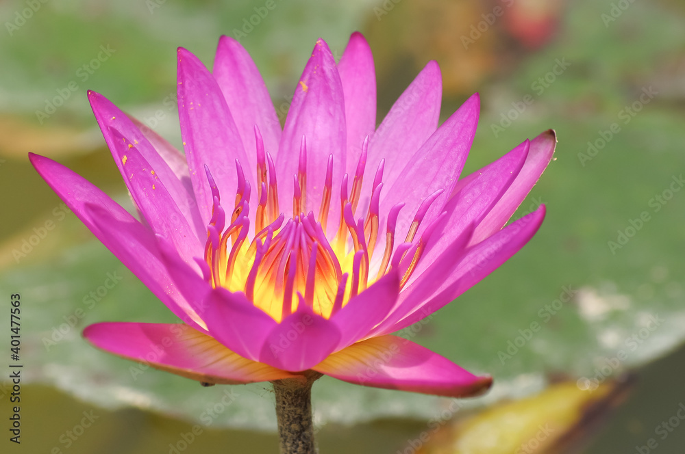 close-up one blooming fuchsia water lily