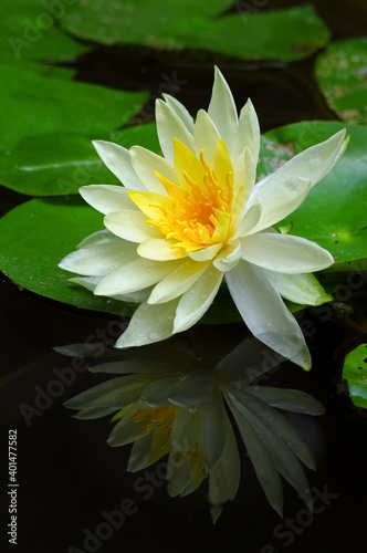 A blooming white waterlily in the pond and its reflection 