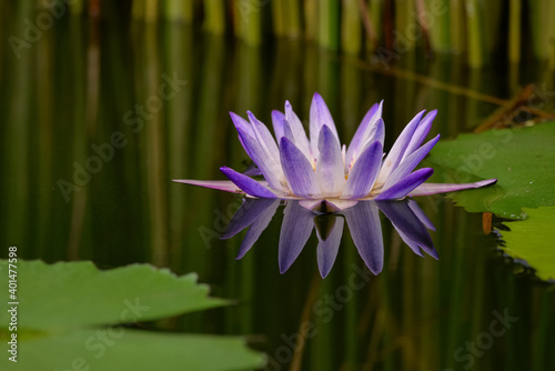 A blooming purple lotus and reflection in the pond
