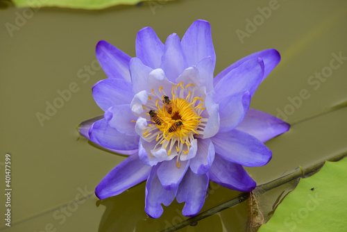 A blooming purple lotus in the pond, three bees are collecting honey
