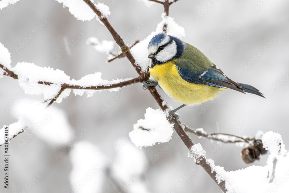 Blaumeise (Cyanistes caeruleus)
