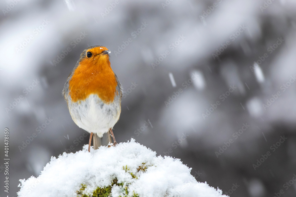 Rotkehlchen (Erithacus rubecula)