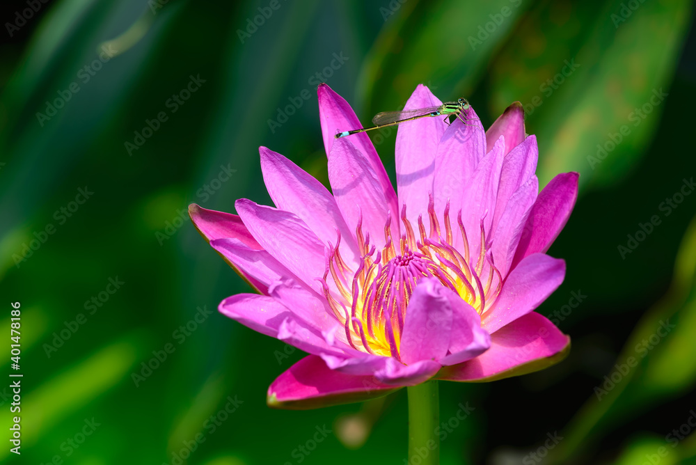 A blooming fuchsia waterlily in the sun.One damselfly rest on it.
A blooming fuchsia waterlily in the sun.One damselfly rest on it.