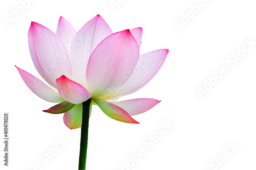 A blooming lotus flower isolated on white background