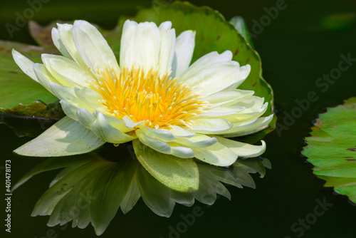 A white waterlily on the pond with reflection 